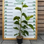 Magnólia končistolistá (Magnolia Acuminata) ´ELIZABETH´ výška: 50/80 cm, kont. C3L/C5L (-24°C)